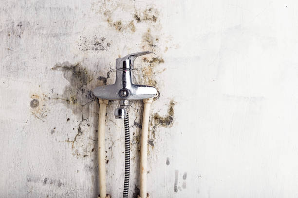 Best Emergency Mold Removal  in Noyack, NY